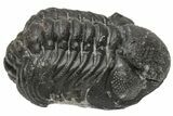 Wide, Curled Austerops Trilobite - Morocco #224204-1